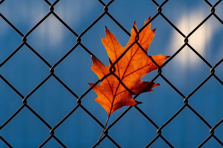 security fencing with an orange leaf stuck to it